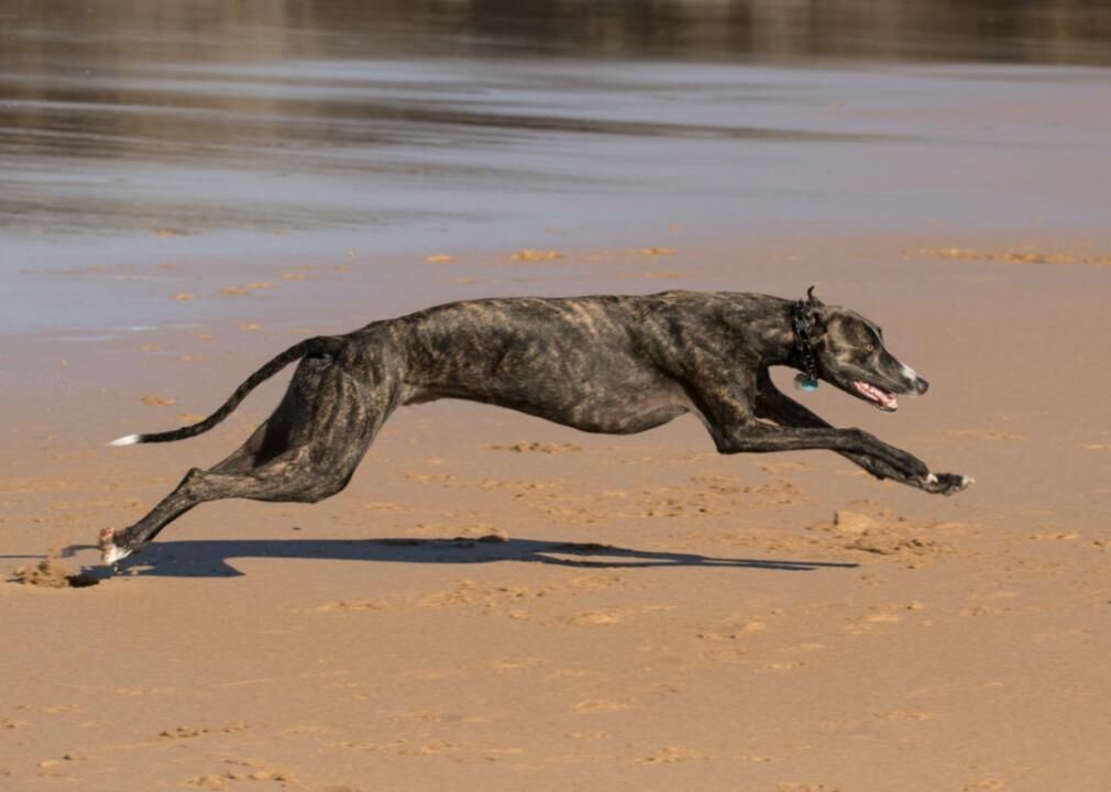 #1. Greyhound